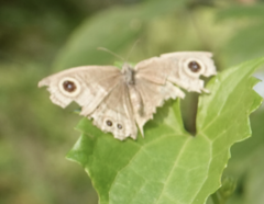 Ypthima baldus