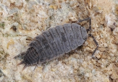 Porcellionides sexfasciatus
