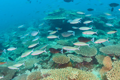 Pterocaesio digramma