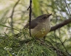 Acanthiza reguloides