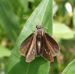 Cymaenes tripunctus
