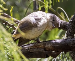 Acanthiza reguloides