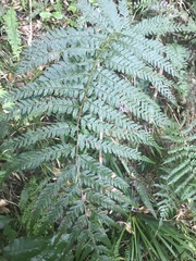 Polystichum pungens