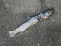 Salmo salar