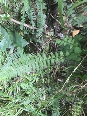 Blechnum australe