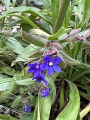 Anchusa
