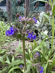 Anchusa