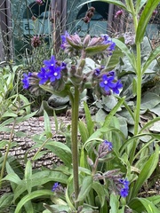 Anchusa