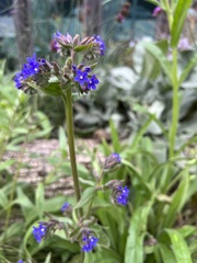 Anchusa