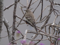 Motacilla capensis capensis