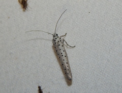 Yponomeuta fumigatus
