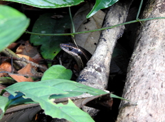 Eutropis rudis