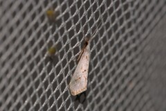 Asmicridea edwardsii