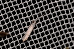 Asmicridea edwardsii