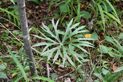 Syneilesis aconitifolia