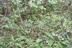 Syneilesis aconitifolia