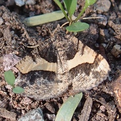 Frederickia hypaethrata