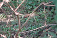 Upupa epops longirostris
