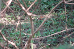 Upupa epops longirostris
