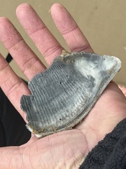 Sinistrofulgur pulleyi