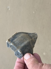 Sinistrofulgur pulleyi