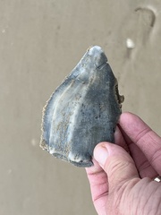 Sinistrofulgur pulleyi