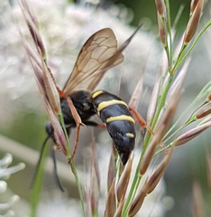 Argogorytes mystaceus