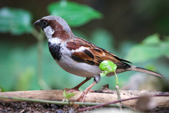 Passer domesticus indicus