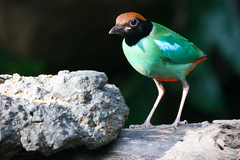 Pitta sordida cucullata