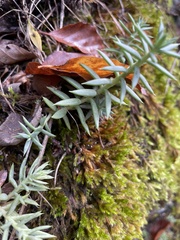 Petrosedum sediforme