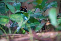 Pitta sordida cucullata