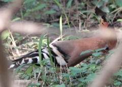 Upupa epops longirostris