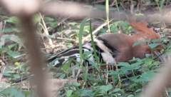 Upupa epops longirostris