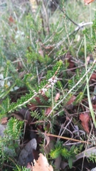 Erica vagans