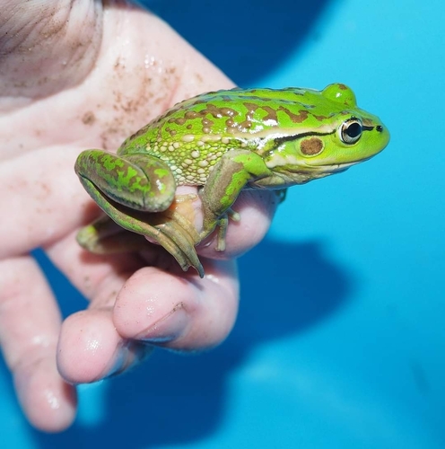 Warty Bell Frog, Ranoidea raniformis