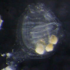 Molgulidae
