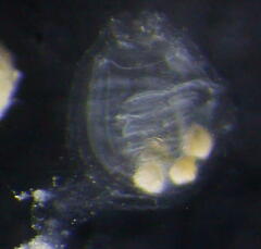 Molgulidae