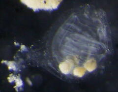 Molgulidae