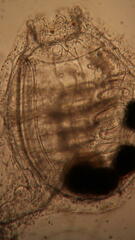 Molgulidae