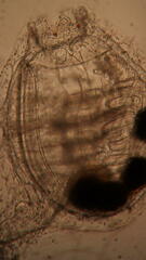 Molgulidae