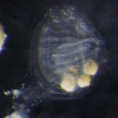 Molgulidae