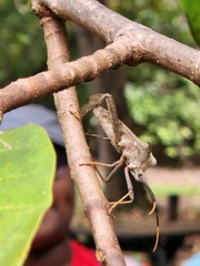 Acanthocephala alata