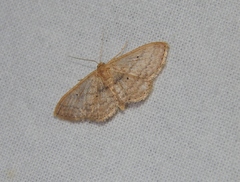 Scopula spoliata