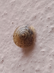 Hygromia cinctella