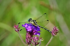 Austrogomphus ochraceus