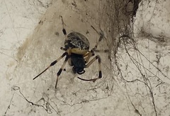 Nephilingis cruentata