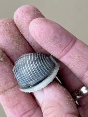 Semicassis granulata