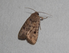 Spodoptera cilium