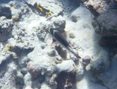 Monotaxis grandoculis