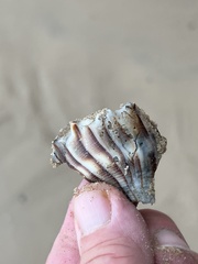 Sinistrofulgur pulleyi